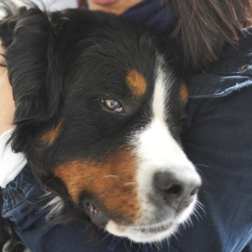 Pet Health Club Square(1)