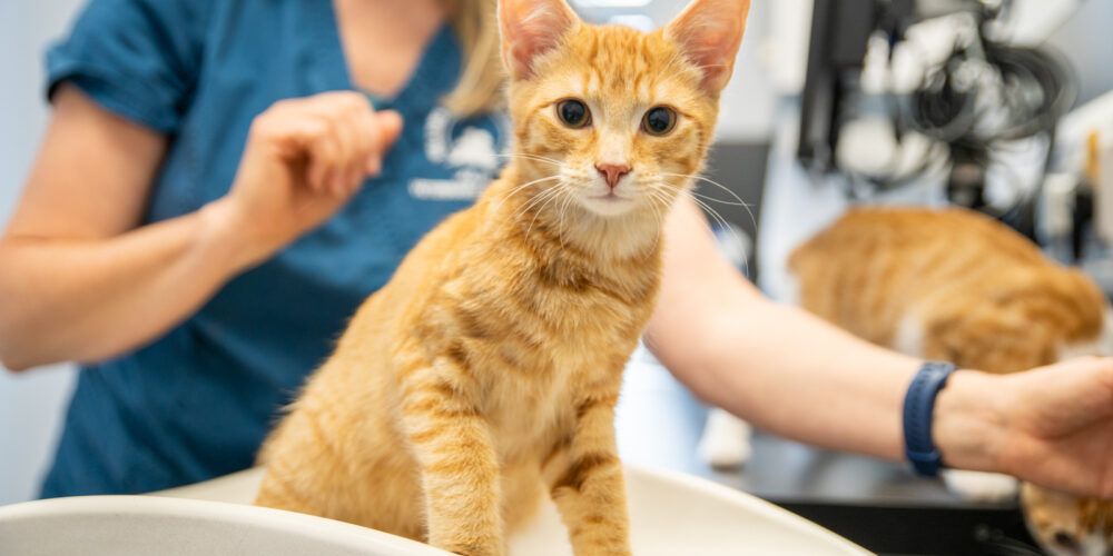 Cat being weighed
